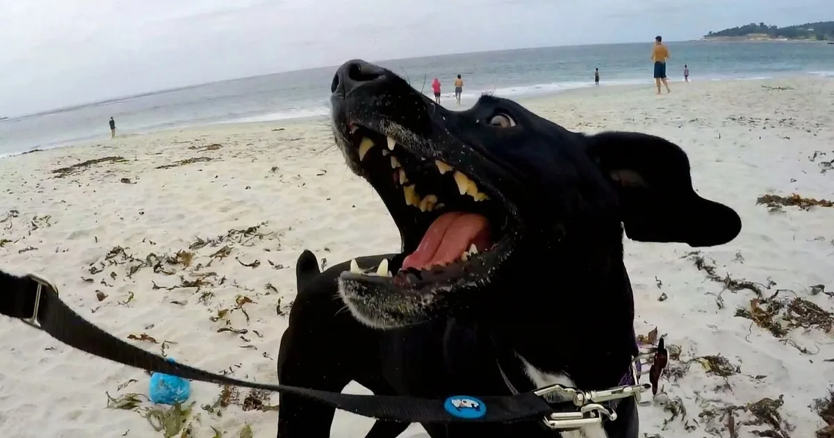 A black dog with its mouth open, tongue out, on a leash, standing on a sandy beach with people in the background.