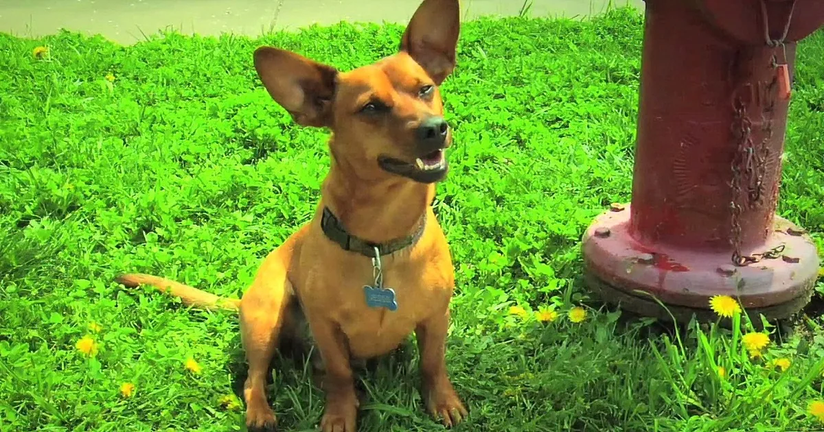 Neighborhood Comes Together to Sing Hilariously Catchy Country Song! Wow!