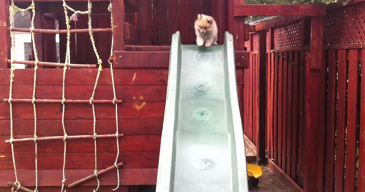 World''s Most Adorable Pomeranian Becomes King of the Playground! LOL!