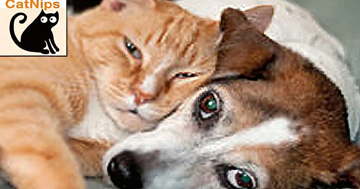 A cat and a dog are cuddling together, both looking relaxed and content.