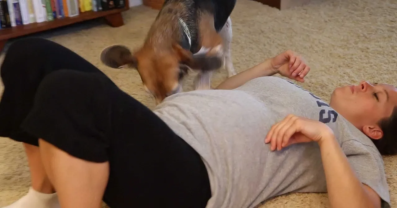 Genius Beagle Detects Baby Growing Inside Pregnant Mom! OMG!