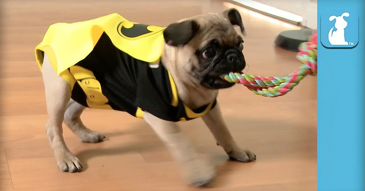 A pug in a Batman costume plays with a colorful rope on a wooden floor.