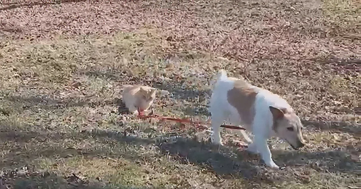 Hilarious Cat Refuses to Let Her Dog Friend Walk Away! LOL!