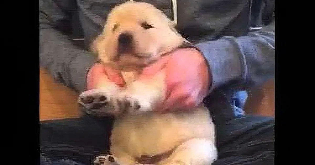 A person holds a small, fluffy puppy with its front paws up, looking relaxed.