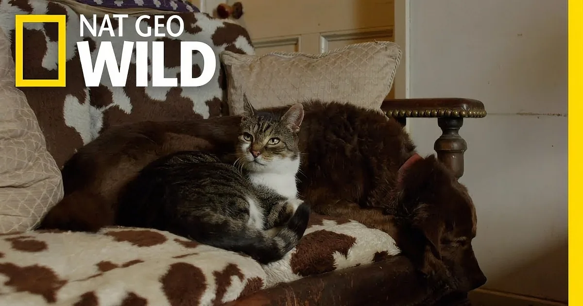 A cat lounges on a cowhide-patterned chair, looking relaxed and content.