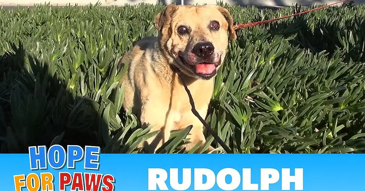 Abandoned and Broken Dog Gets Second Chance at Happy Life! Aww!