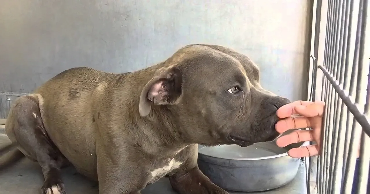 She Finds an ''Aggressive'' Pit Bull at the Dog Shelter