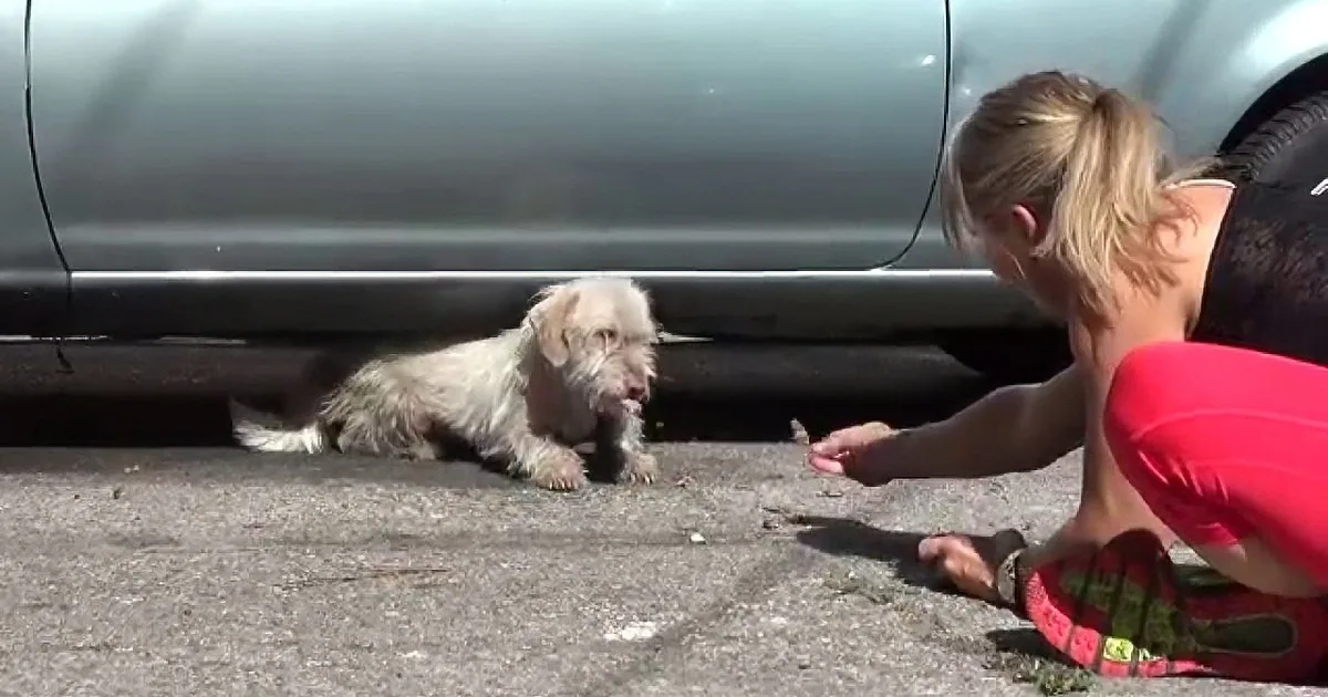 A woman in a red shirt kneels beside a scruffy dog under a car, offering food.