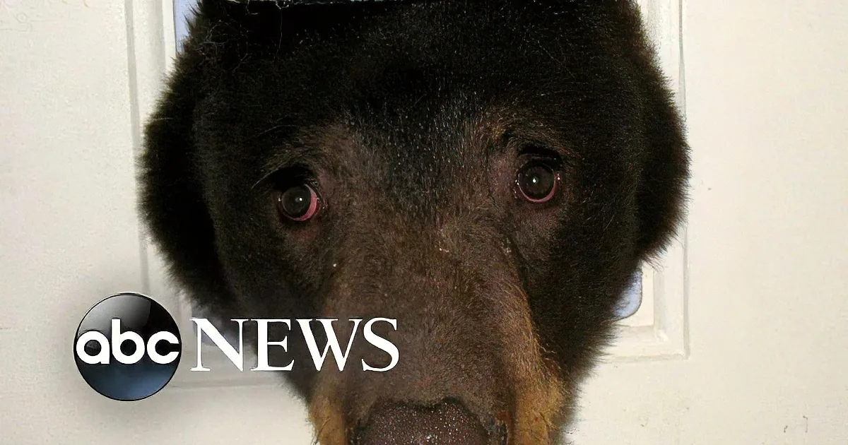 Idaho Man Comes Home to Find a Few Bears Having a Party in His Home!