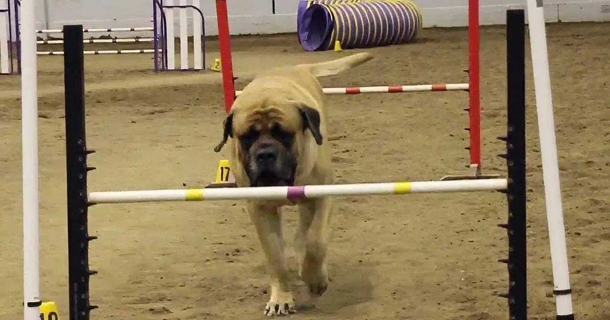This Massive Mastiff Works His Way Through an Agility Course Like a Champion!