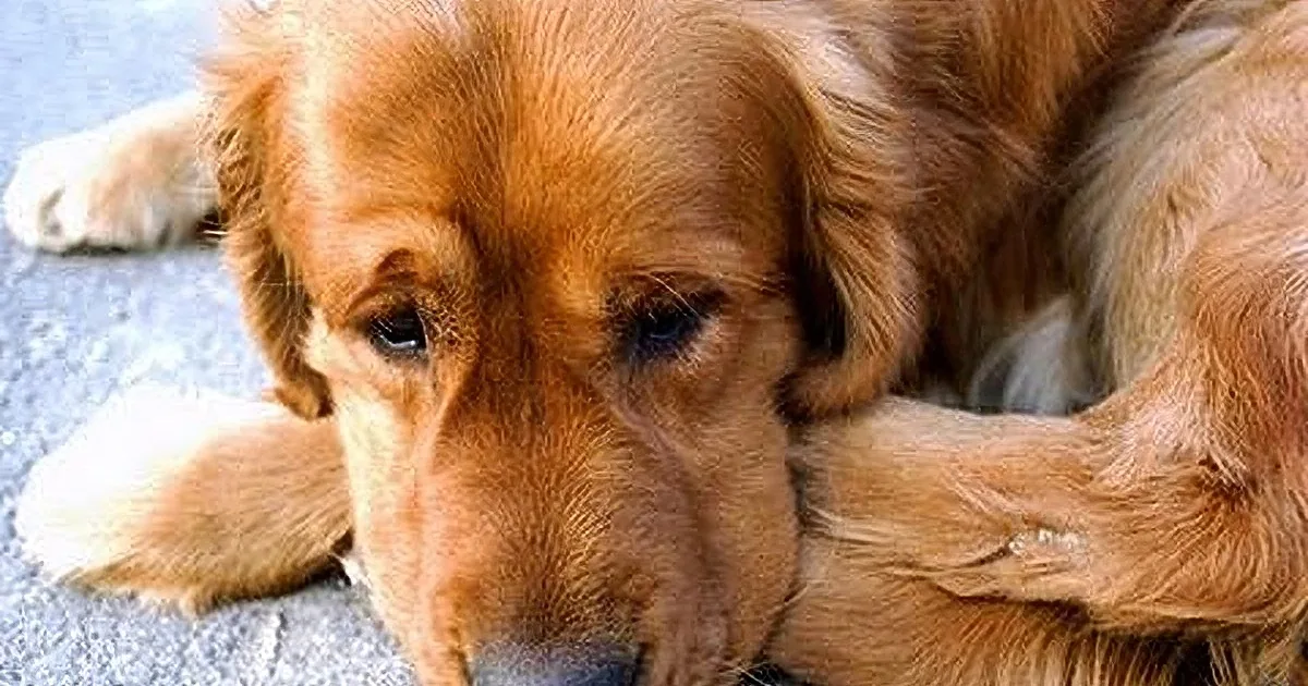 Dog Is Overjoyed When He Meets His Human After Three Years of Separation! Aww!