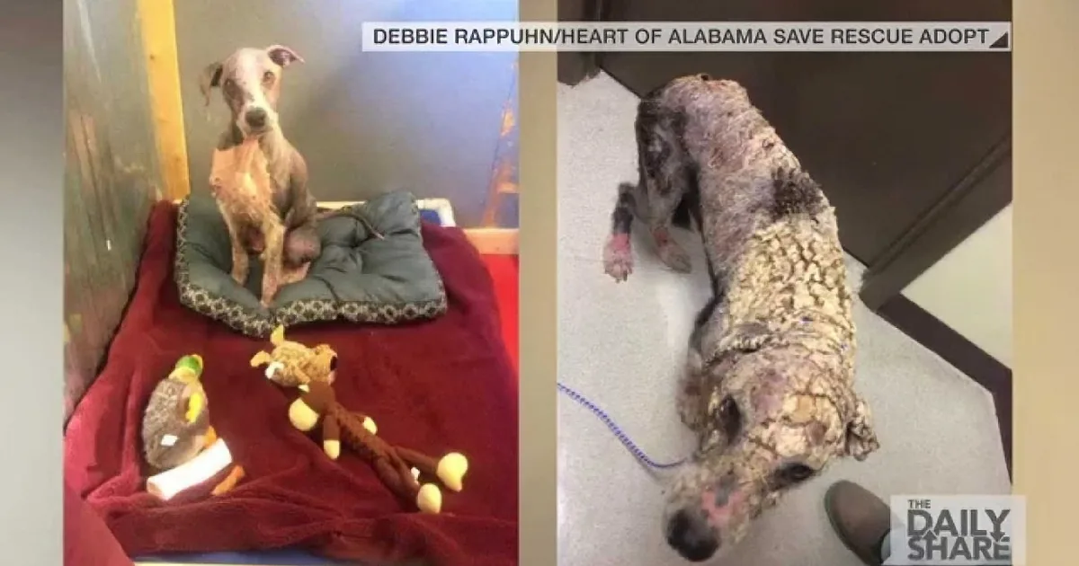 Stray Dog Makes the Most Incredible Transformation Ever!