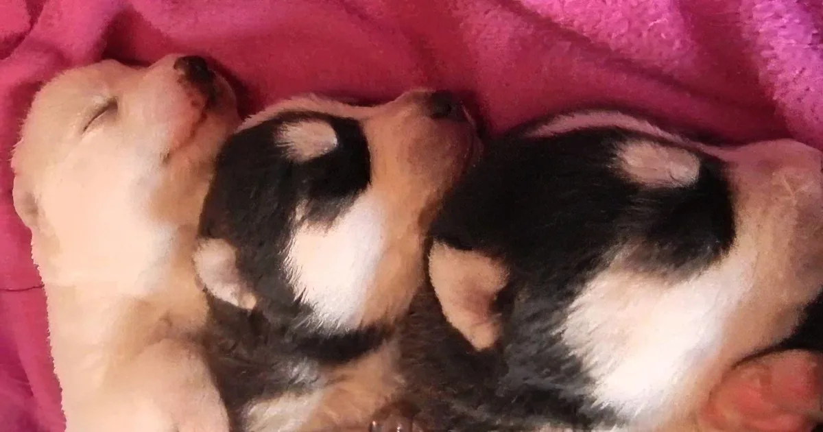Adorable Husky Puppies Sleeping in a Row Are the Cutest!