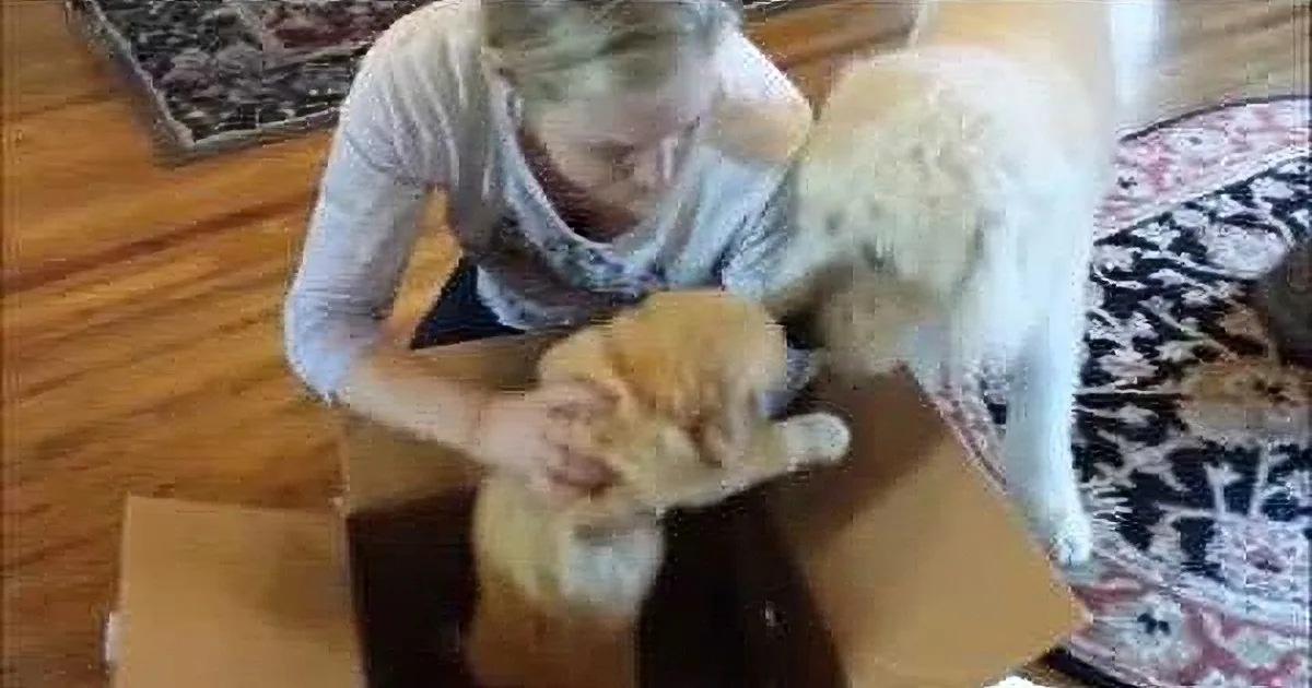 A woman gently holds an orange kitten while a white dog stands nearby, both on a patterned rug.