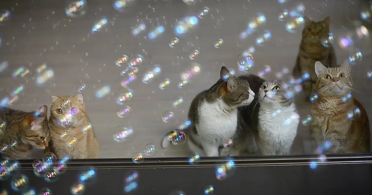 Watch How These 10 Cats React to Soap Bubbles! LOL!