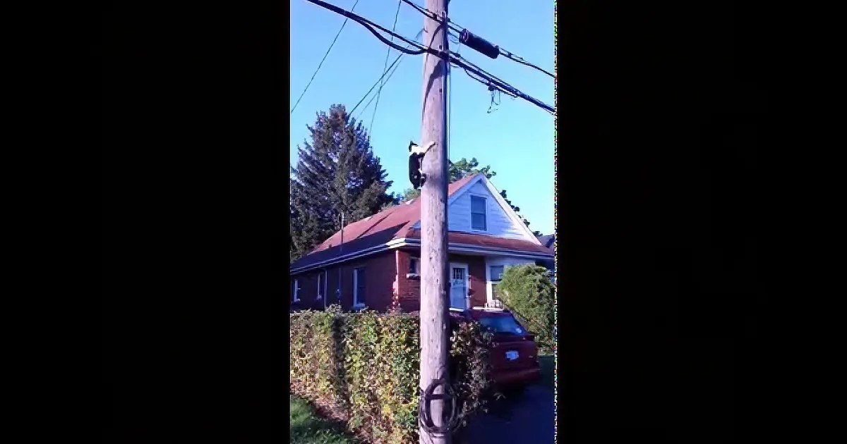 Squirrel Hilariously Outsmarts Cat! LOL!
