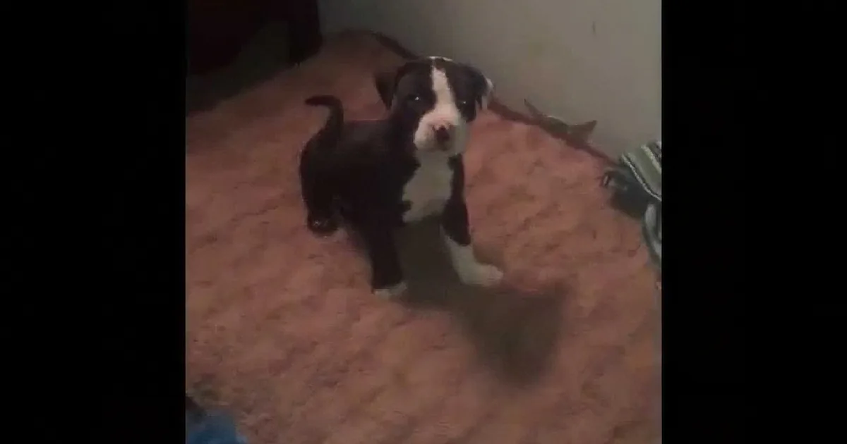 A black and white puppy stands on a carpet, looking up with a curious expression.