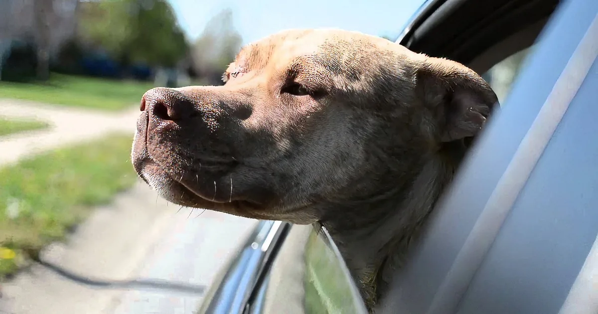 Pit Bull Survives an Unthinkable Crime, Goes on to Have an Incredible Story! Wow!