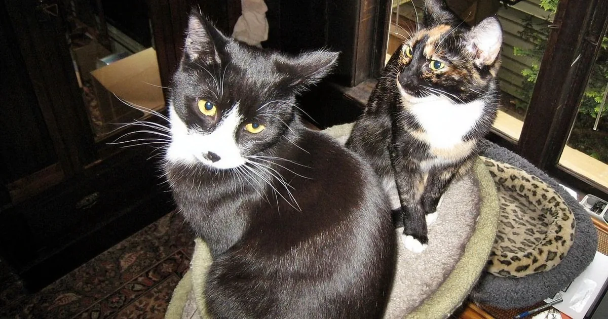 Two cats, one black and white, the other calico, sit together on a cat bed, looking alert.