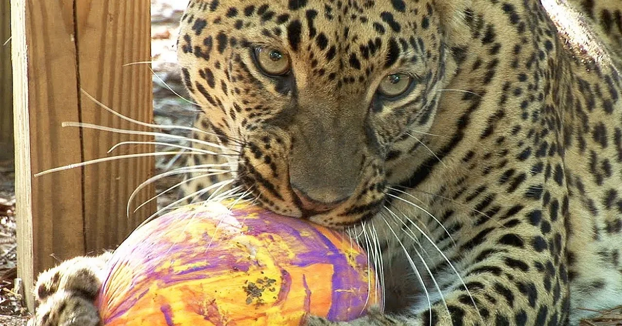 A leopard holds a colorful, patterned object in its mouth, with a wooden structure in the background.
