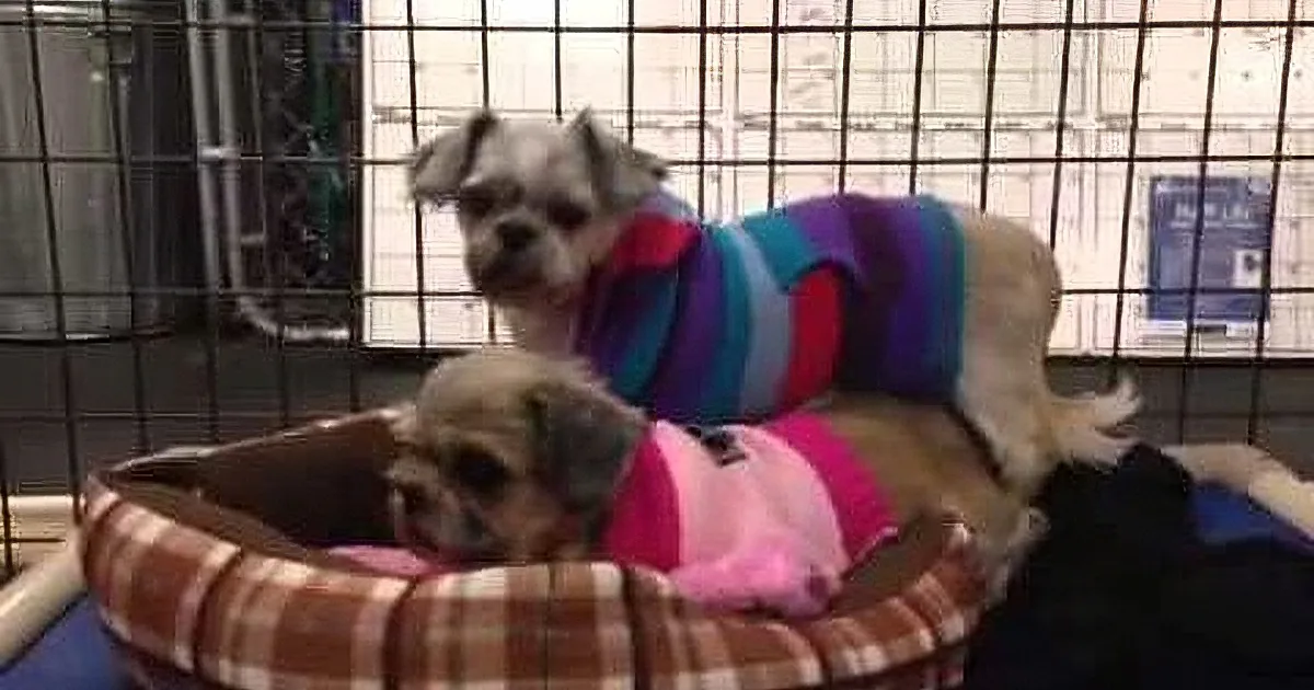 2 Rescued Dogs Experience Warmth for the First Time! Aww!