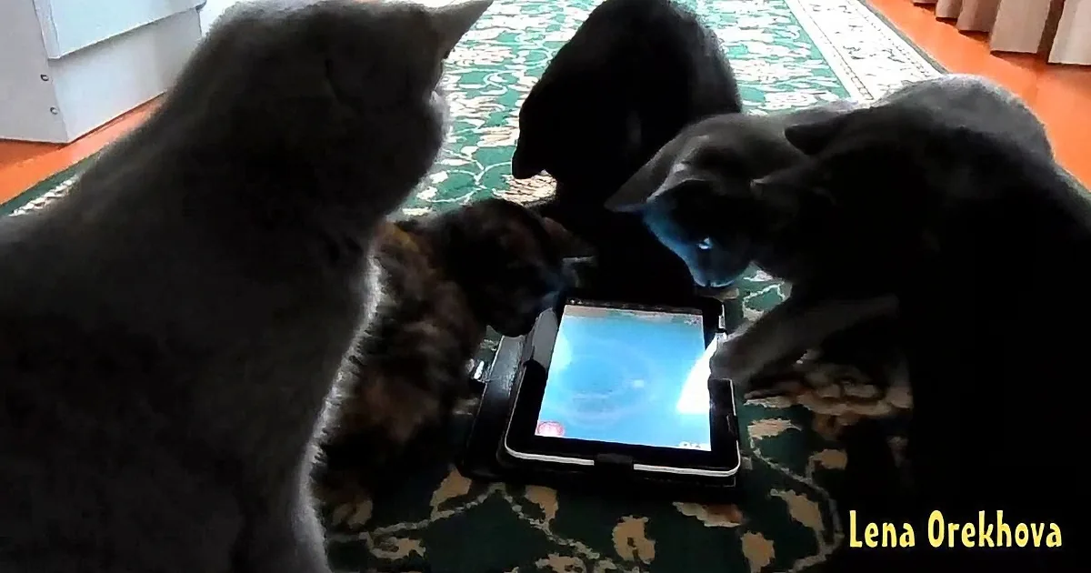 Five cats gather around a tablet on a patterned rug, seemingly intrigued by its screen.