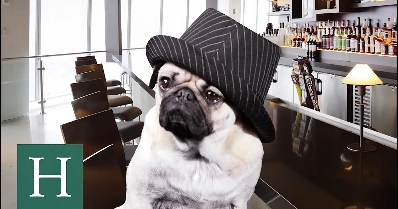 9 Things You Probably Should Not Do Unless You''re a Pug! LOL!