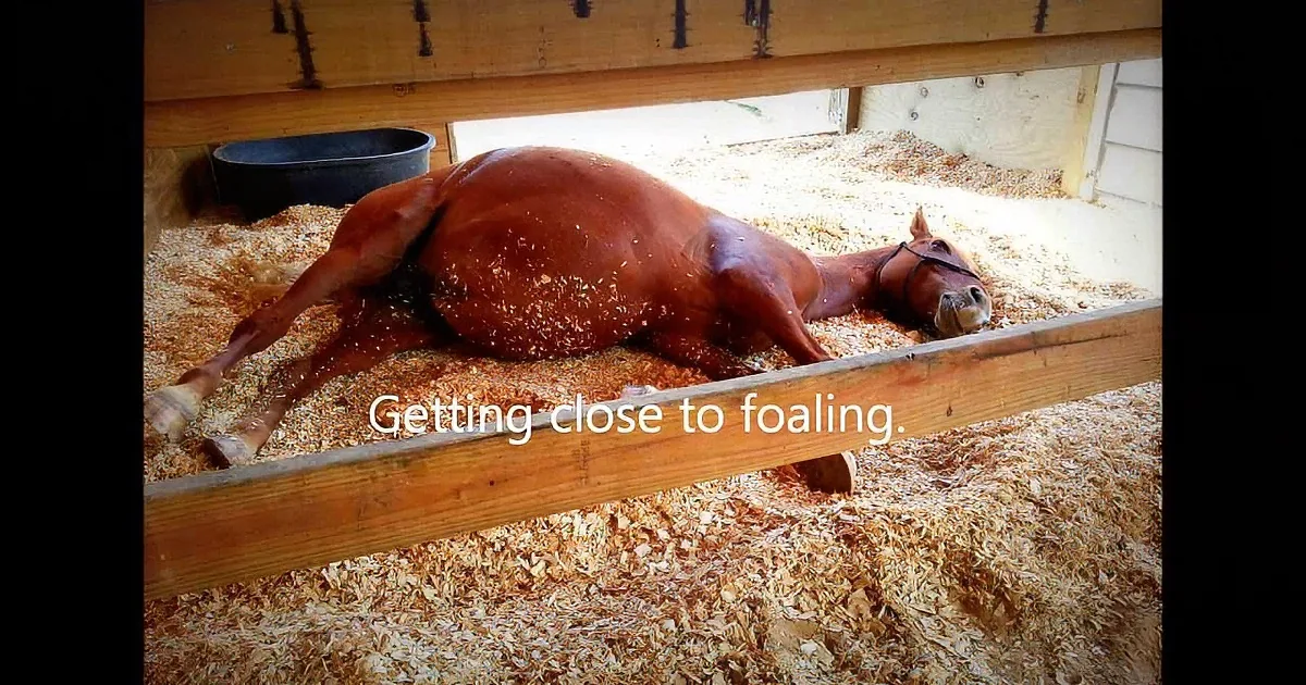 This Horse Wasn''t Supposed to Live to Give Birth. When She First Lays Eyes on Her Baby? Wow!