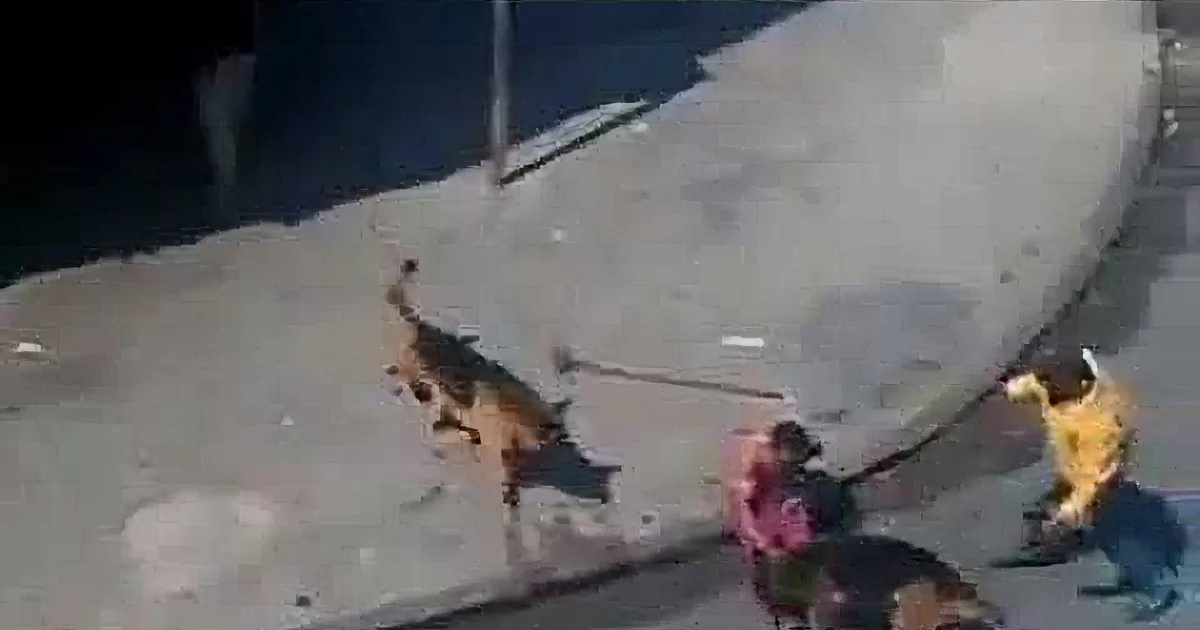 A Punk Decides It Would Be Funny to Throw Bricks at Two Innocent Dogs. Then This Happens!