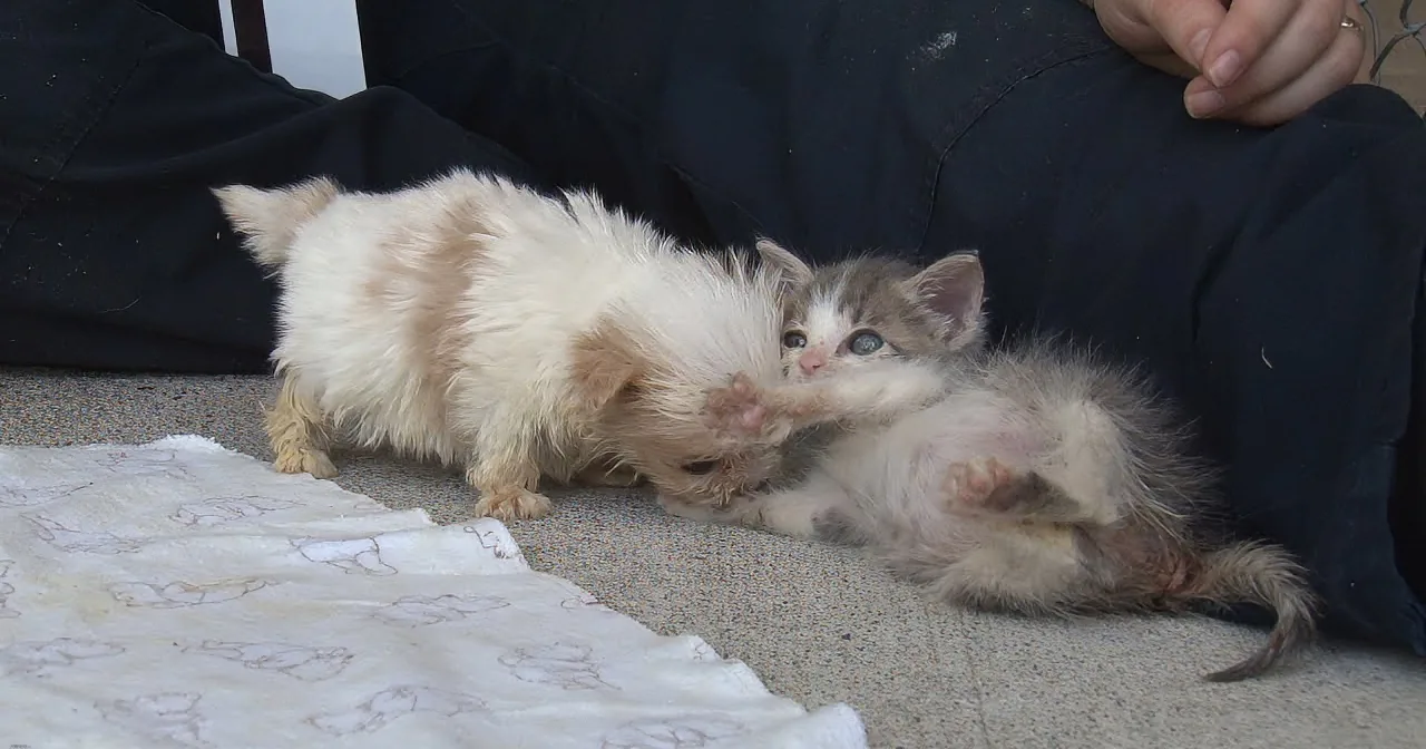Two kittens playfully interact on a blanket, one lying on its back while the other reaches out with its paw.