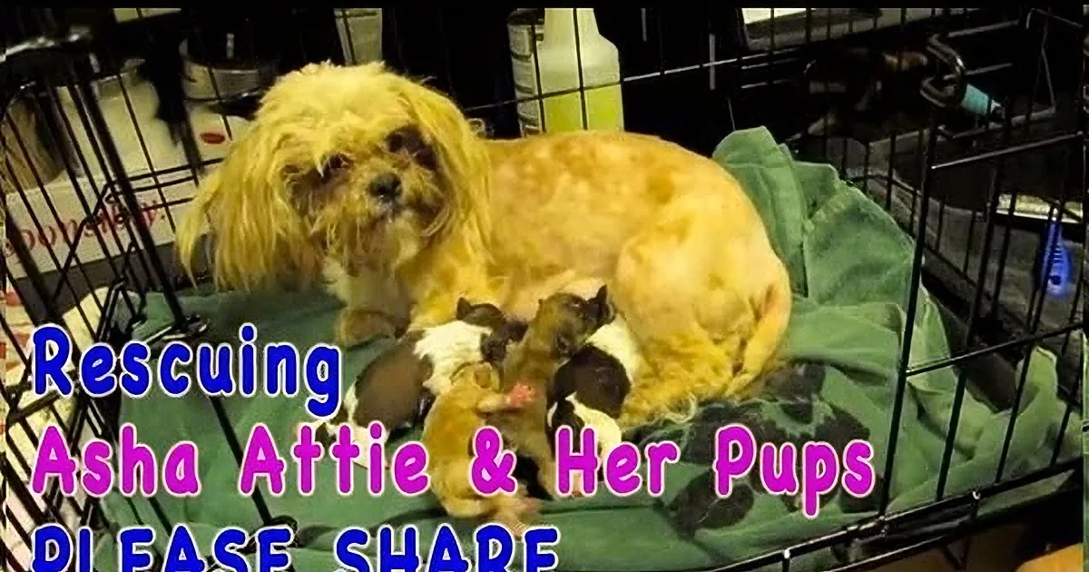A fluffy dog sits with her puppies in a green blanket, surrounded by a cage.