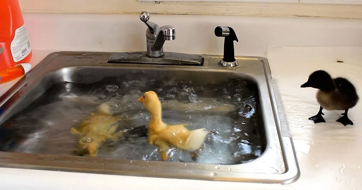 These Ducks Think This Sink Filled With Water Is a Pond. What He Captures on Film? Aww!