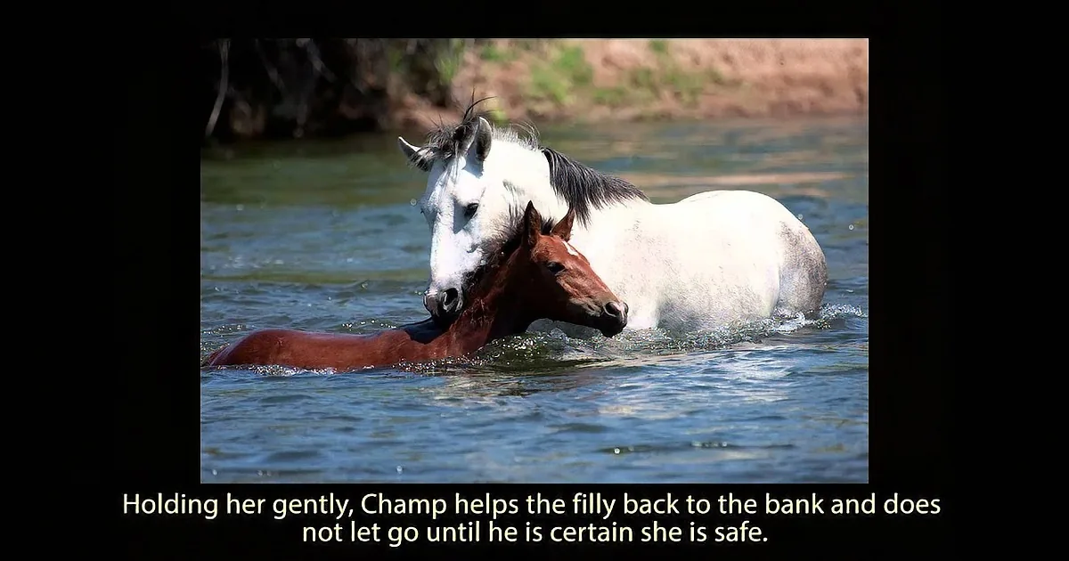 Having Been Around Horses All of Her Life, She Knew This Was Special so She Hit Record