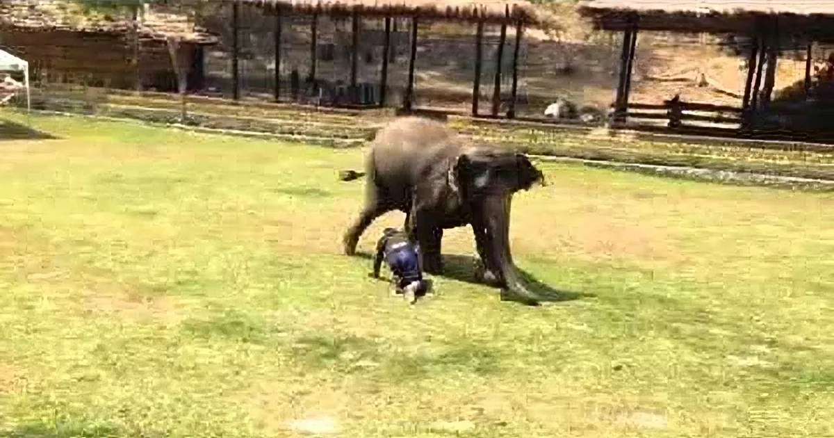 An elephant is playfully interacting with a camera, holding it with its trunk in a grassy area.