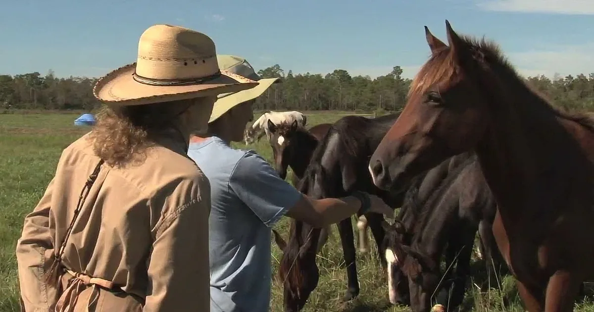 A person in a straw hat and brown coat stands facing a group of horses in a grassy field.