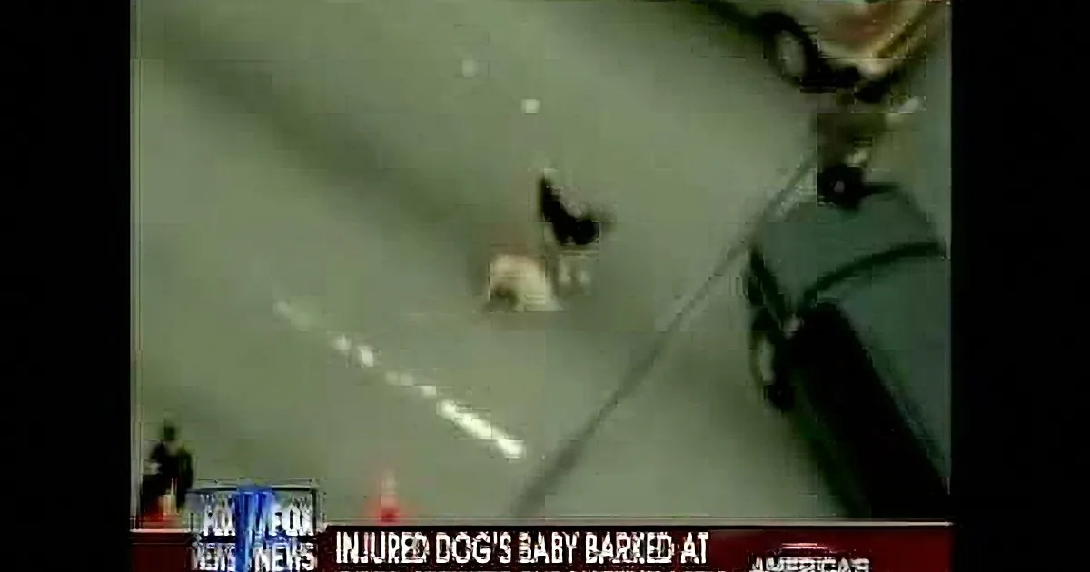 A dog lies on the ground, appearing injured, with a news ticker in the foreground.