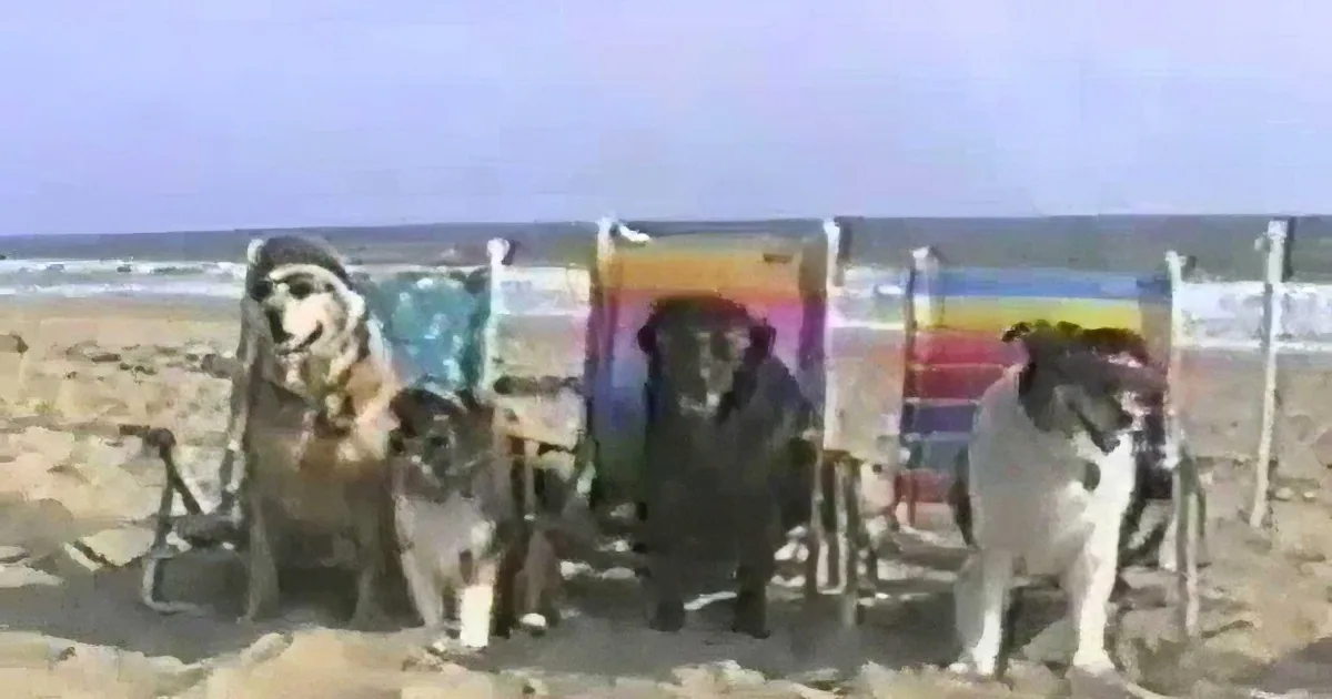 This Compilation of Dogs on the Beach Has Them Digging, Chasing, Rolling, Running and Even Surfing
