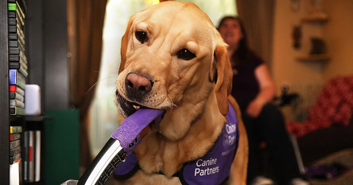 A golden retriever wearing a "Canine Partners" vest holds a purple strap around a cash register.