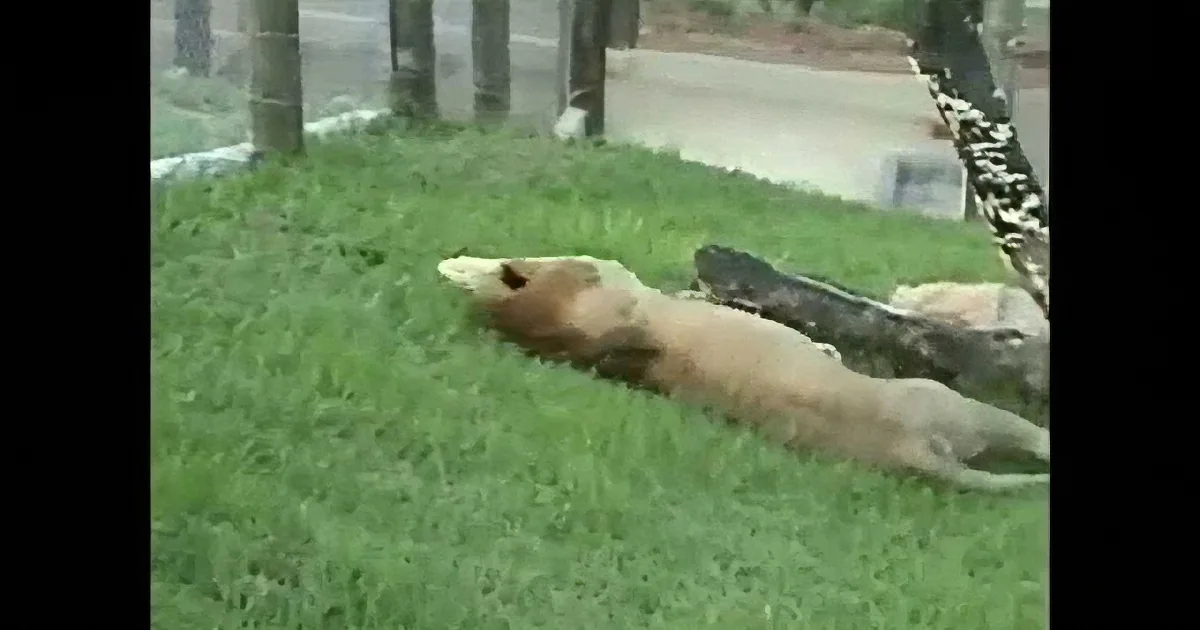 A dog lies on a grassy area with a skateboard nearby, appearing relaxed.