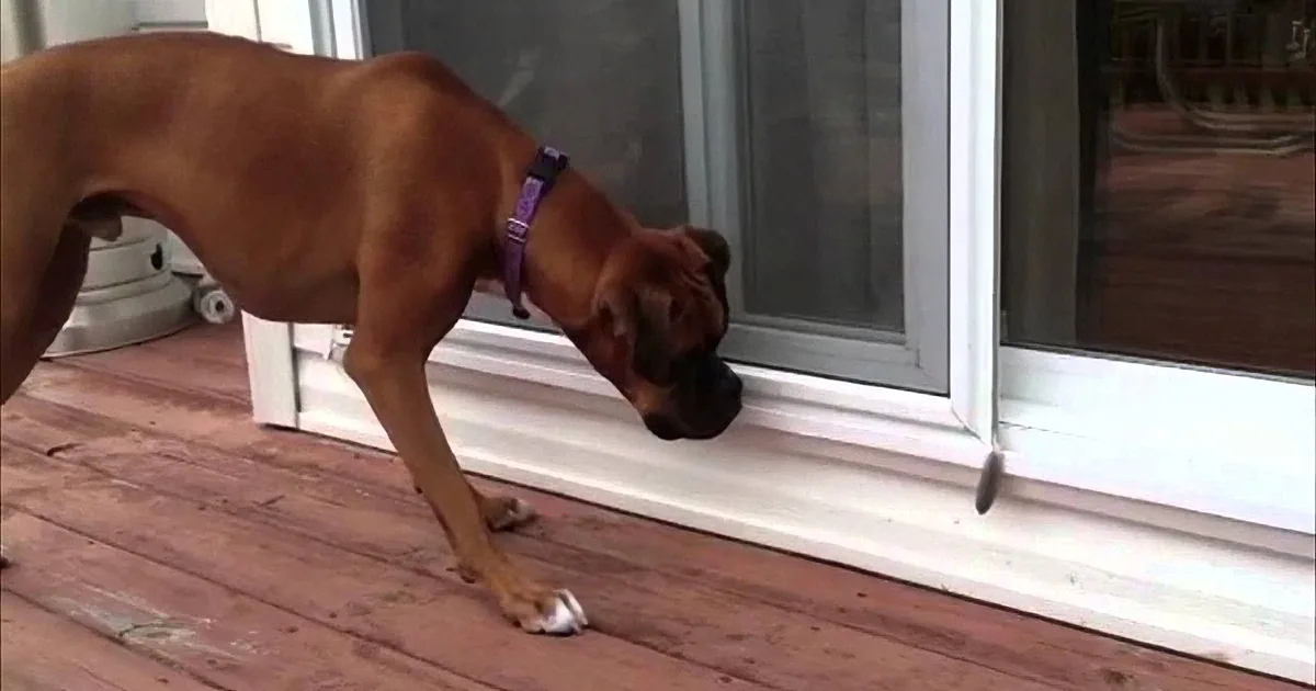 Their Dog Was Acting Strange Around This Window. When They Found out Why? LOL!