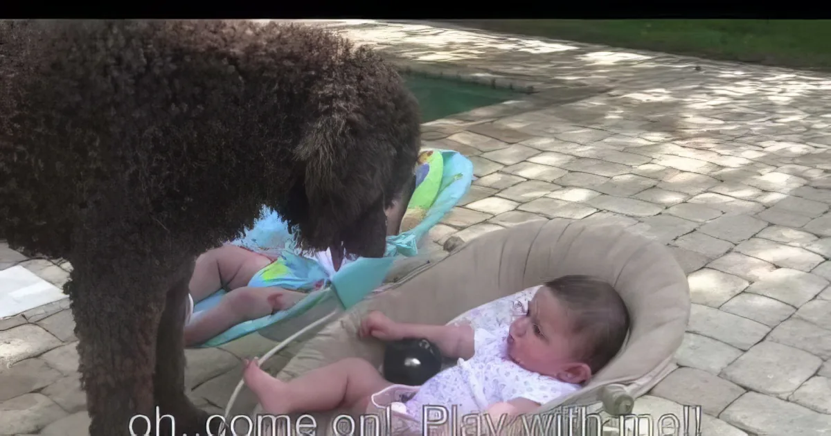 A dog sniffs a baby in a stroller on a paved patio.