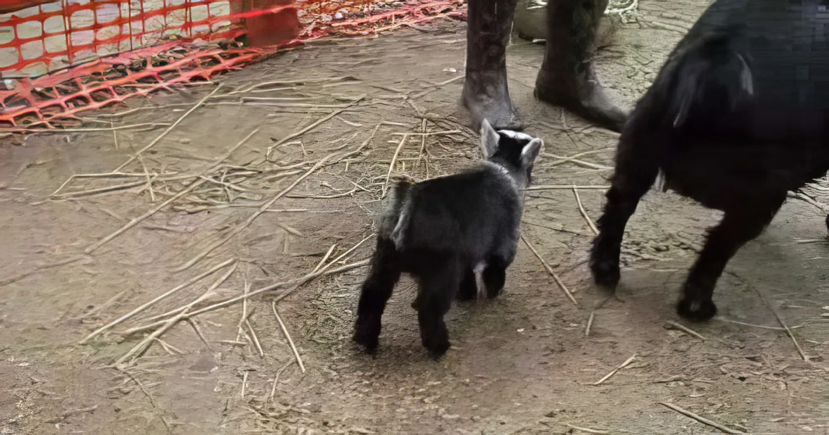 A baby raccoon explores its surroundings near an adult raccoon in a dirt enclosure with scattered sticks.