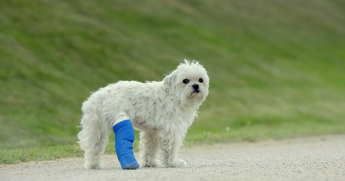 A small white dog with a blue cast on its front leg stands on a gravel path.