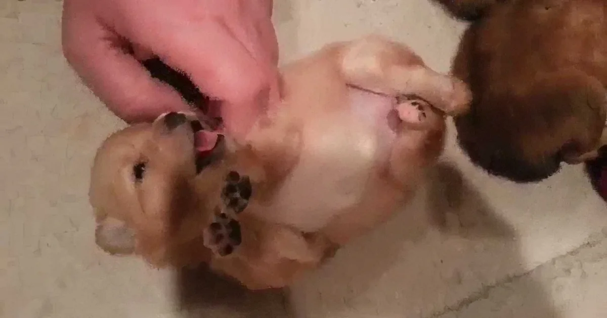 This Tiny Pomeranian Gets Her First Belly Rub and It''s the Cutest Thing Ever