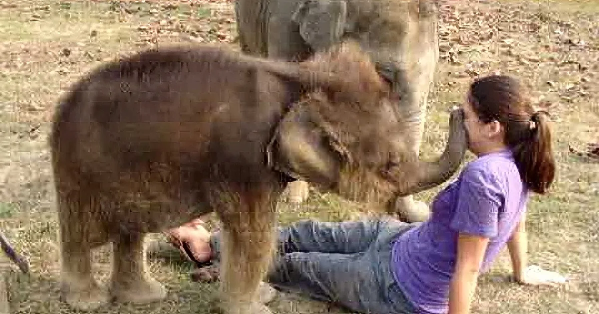 I Held My Breath When the Elephant Got Close to Her, but What It Does Next Made Me Laugh for Hours!