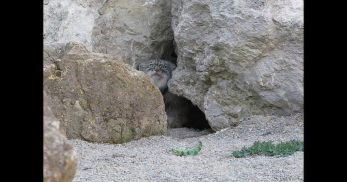 A Pallas's cat peeks out from a rocky crevice, surrounded by gravel and sparse vegetation.