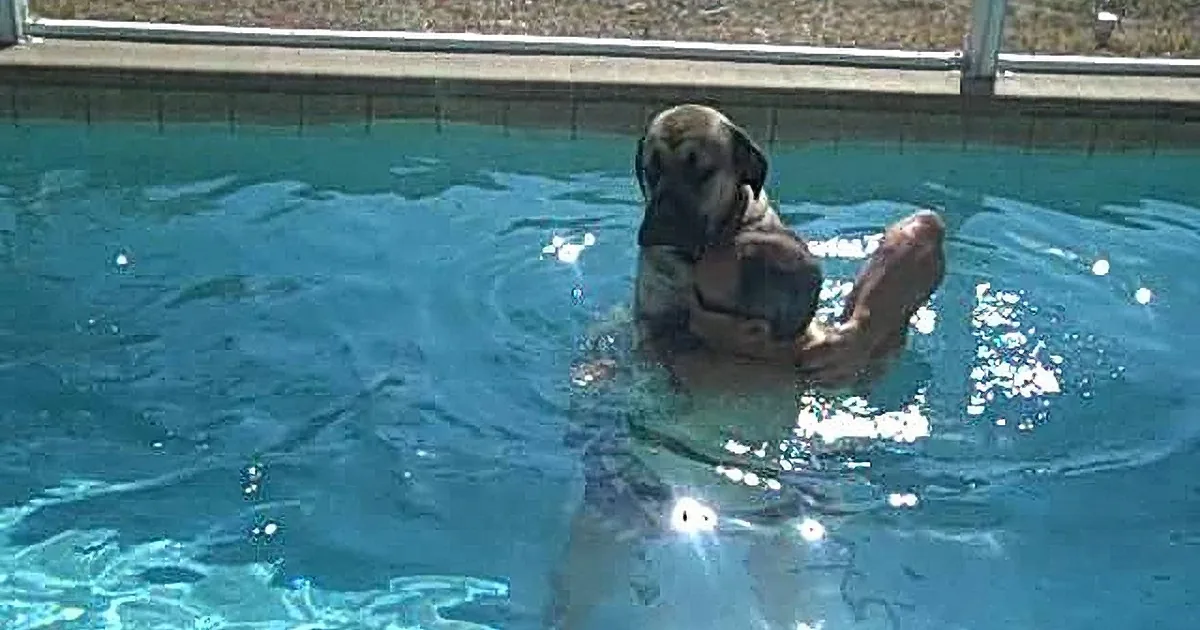 This Massive Dog Swims for the First Time. How He Reacts? This Is Too Much. LOL!