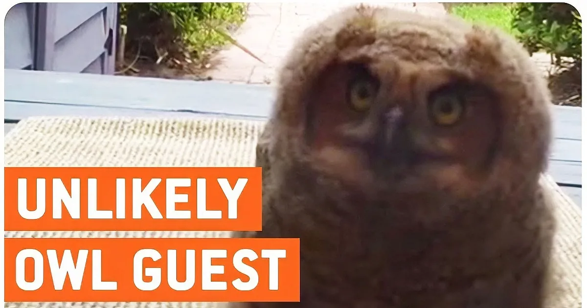 A curious owl with large eyes sits on a woven surface, looking directly at the camera.