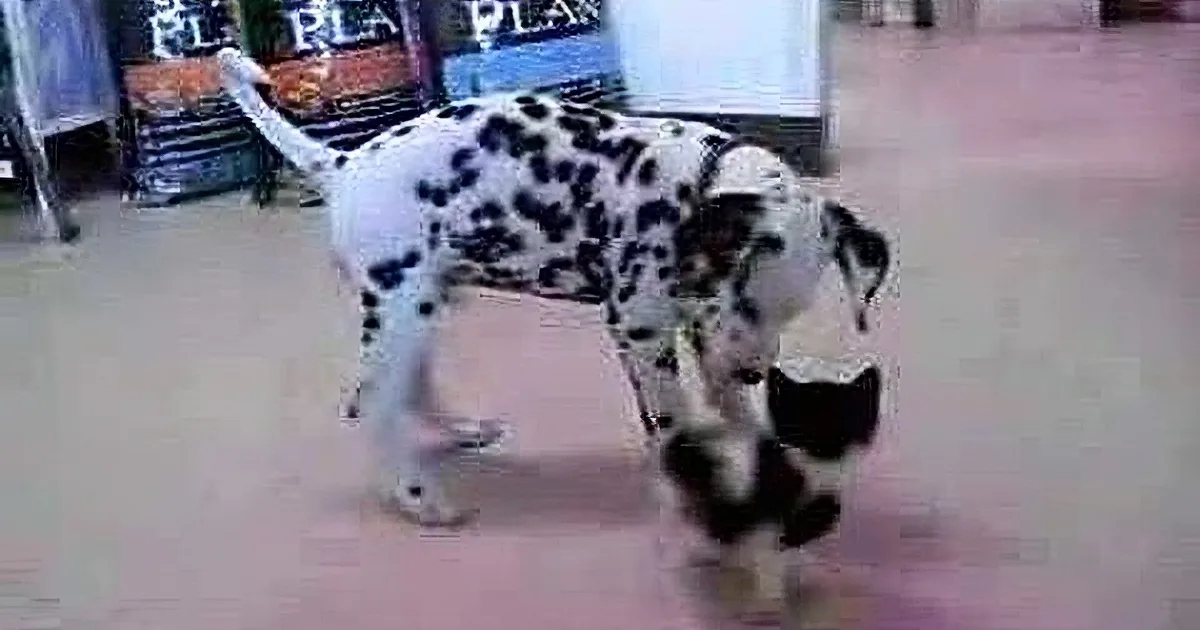 A Dalmatian dog is playfully interacting with a black object on a light-colored floor.