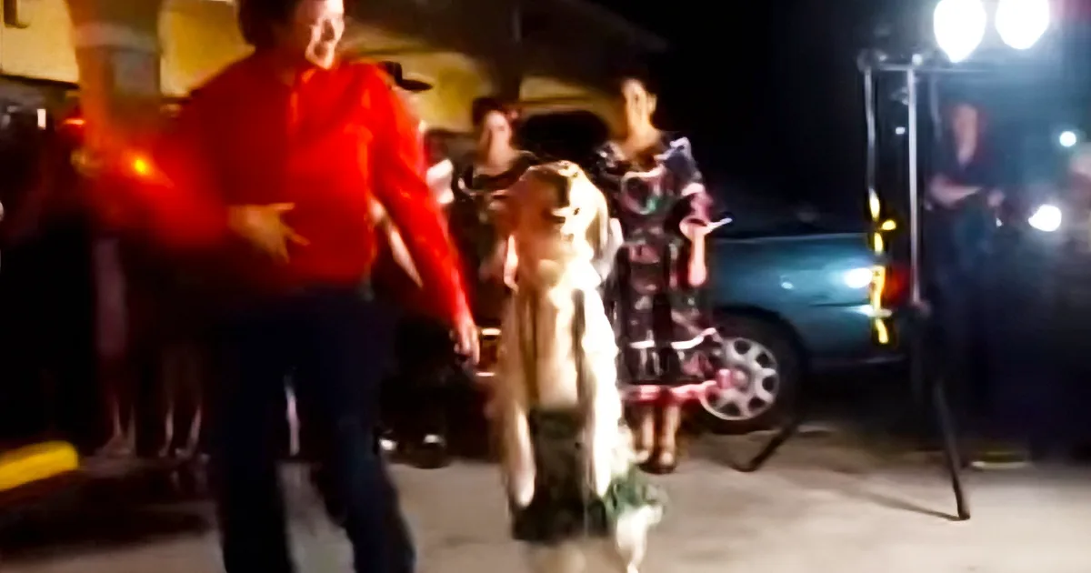 I Laughed When I Saw This Dog on the Dance Floor, but Then the Music Started. I Was so Wrong!
